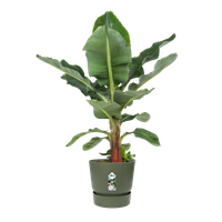 greenville rond 55cm leaf green